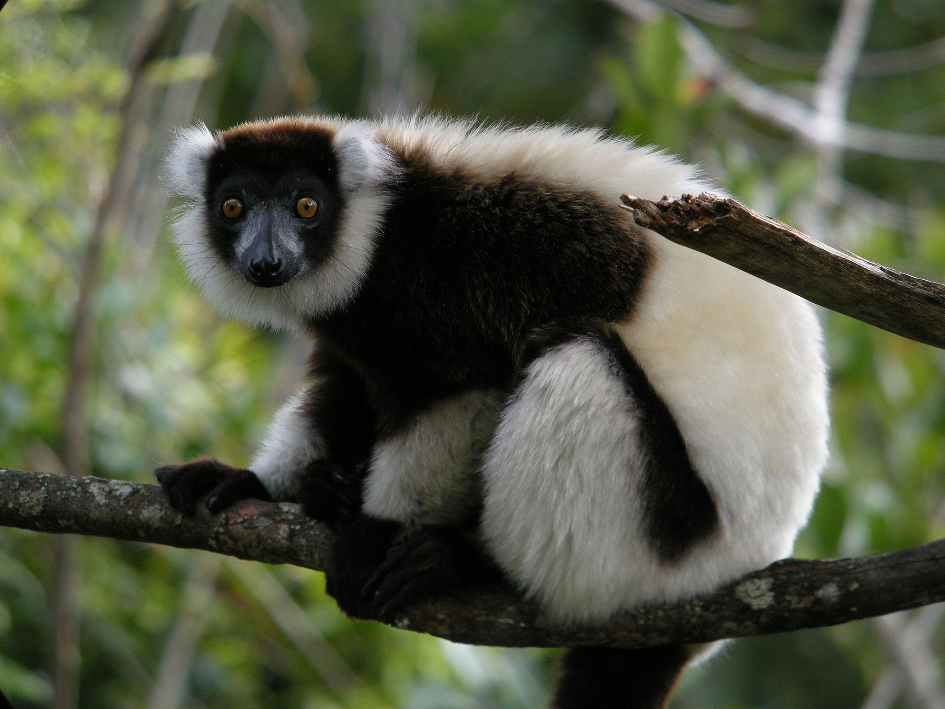 Le vari noir et blanc, emblématique de Madagascar